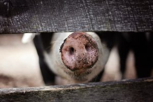 Read more about the article Започва изплащането на обезщетенията за свинската чума