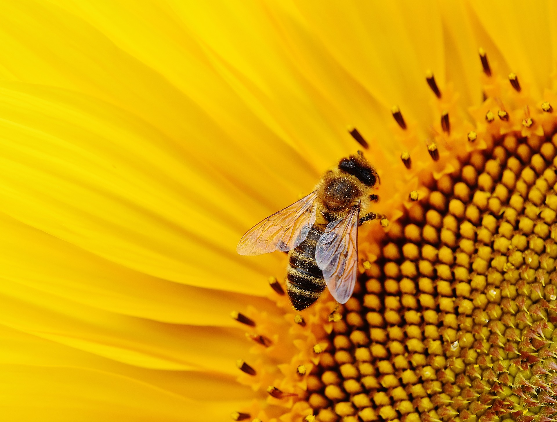 пчели, отравяне, закон, Наказателен кодекс, ВМРО