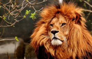 Read more about the article Лъвът Любо отново в опасност? Разследват насилие в „Зоопарка на ужасите“ в Разград (ВИДЕО)