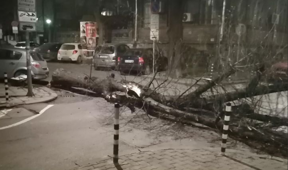 вятър, дървета, стъкла