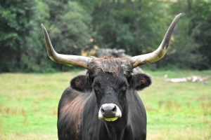 Read more about the article Огромни бикове тероризират жителите на един от най-скъпите квартали в София (ВИДЕО)