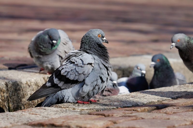Стотици измрели птици, пожари и разрушения – щетите от фойерверките по света (ВИДЕО)