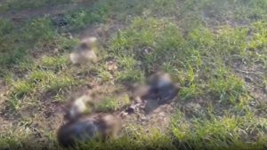 Read more about the article Смъртоносни примамки убиват животни край Черноморец