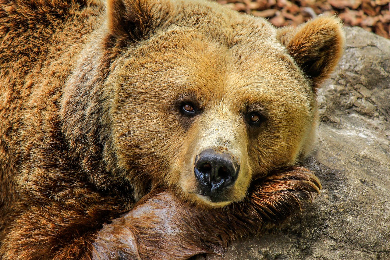 You are currently viewing Разрешиха мечката, нападнала жена в Белица, да бъде отстреляна