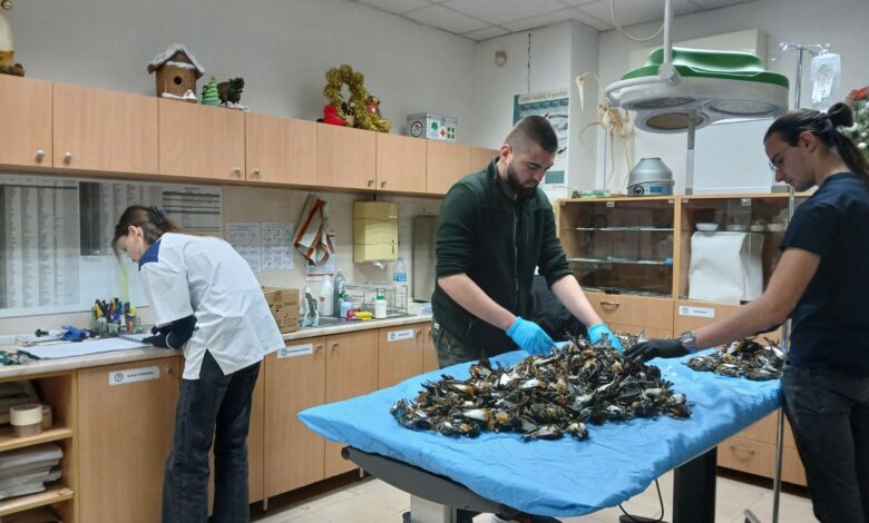 Копривщица, птици, фойерверки