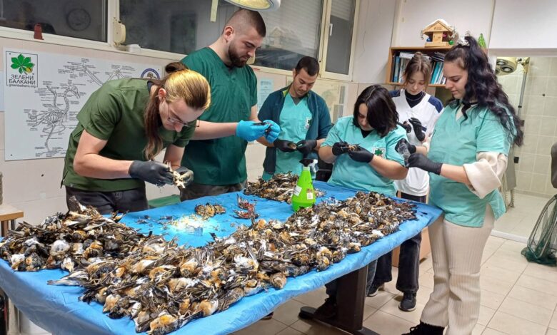 птици, заря, Копривщица, Нова година